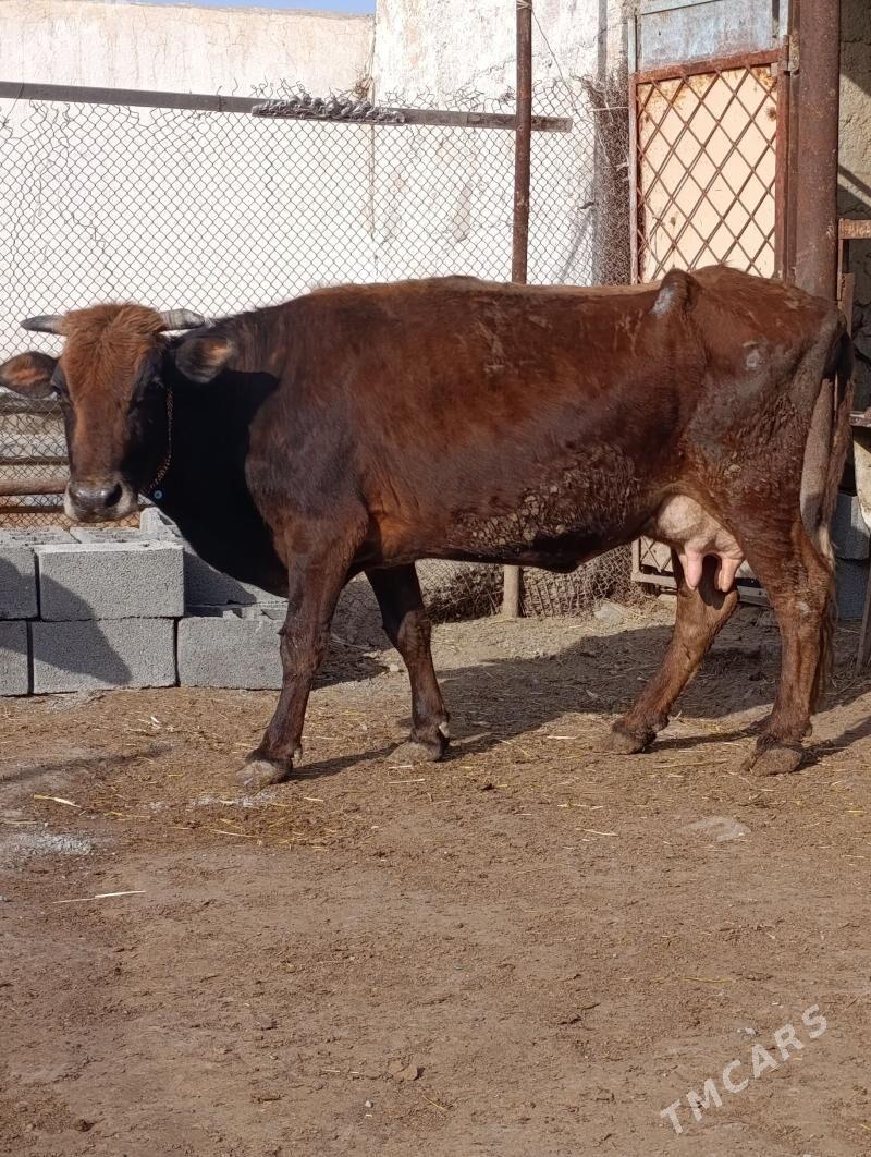 şwes tohum göleli sygyr - Gökdepe - img 1