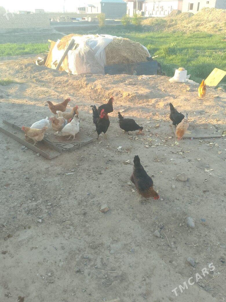 тош - Векильбазар - img 1