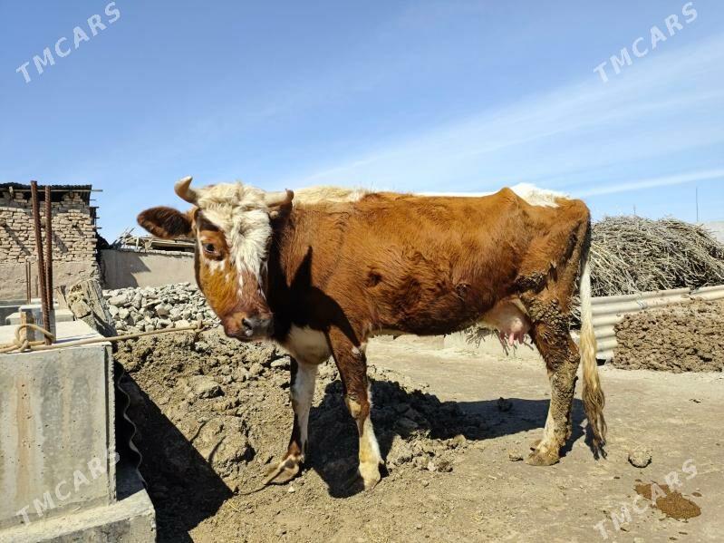 Göleli Sygyr - Türkmenabat - img 1