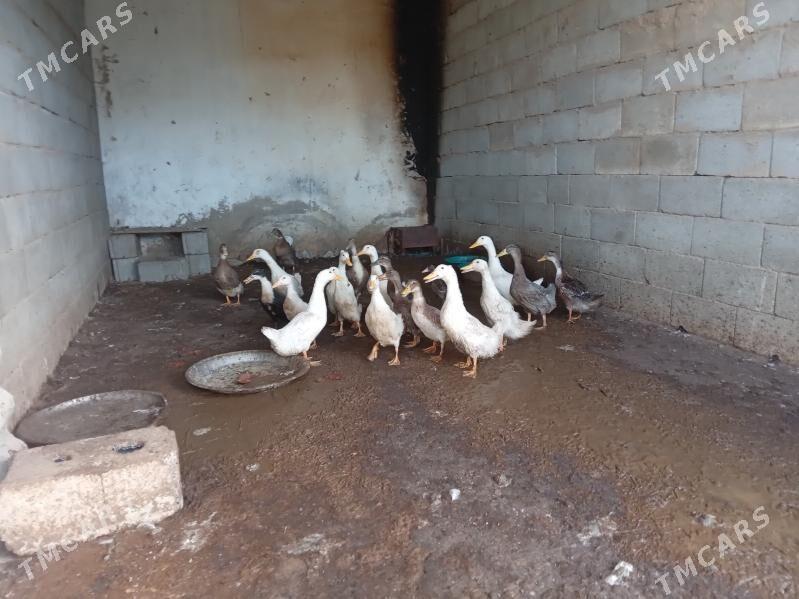 Ordek gak gak - Багир - img 1