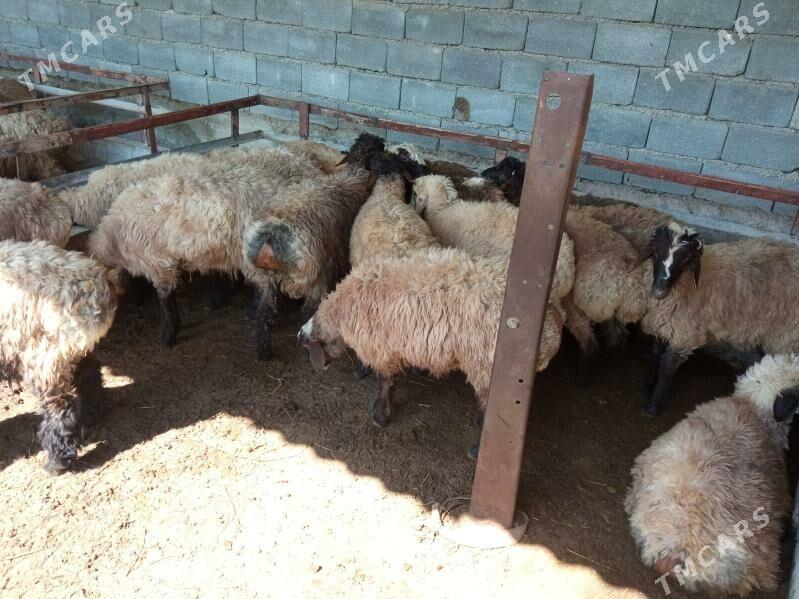 berre - Bagyr - img 1