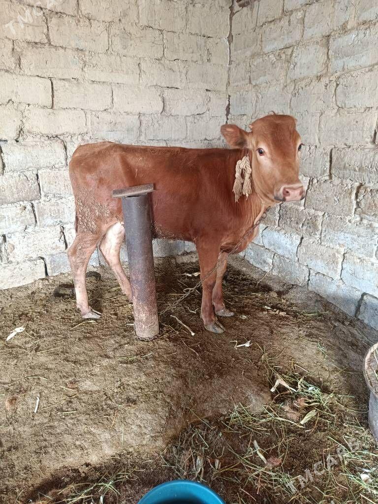 tüwe - Ак-Бугдайский этрап - img 1