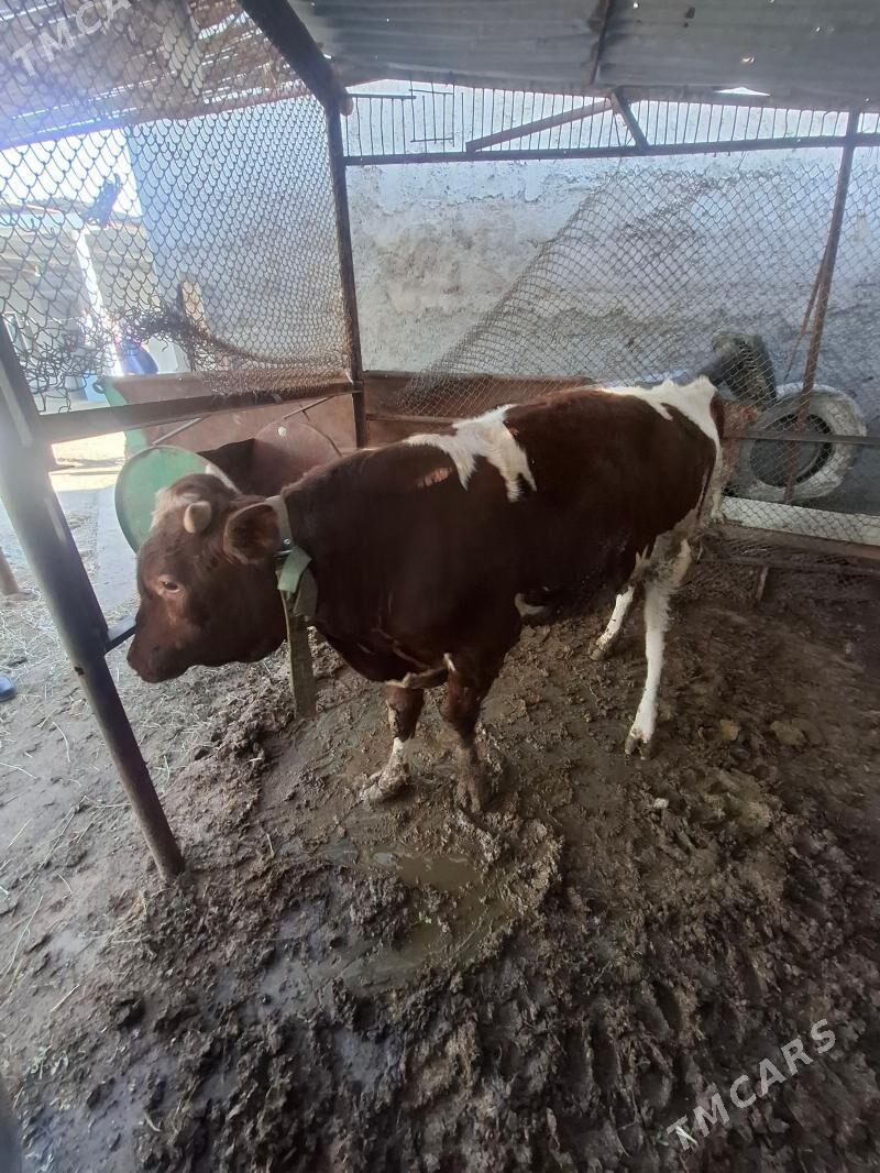 Öküz - Gökje - img 1