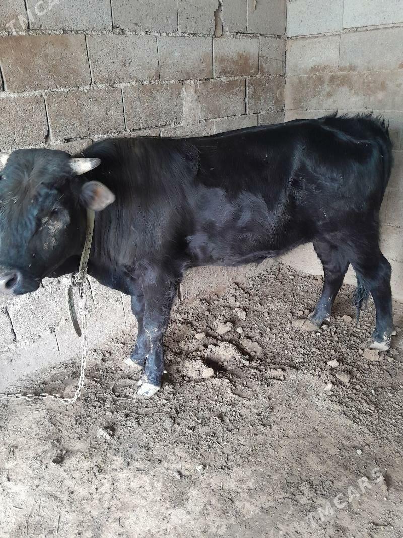 okuz - Теджен - img 1