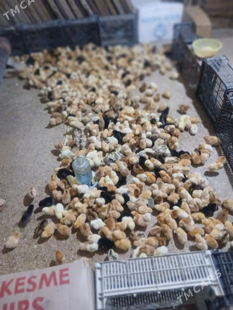 Juje - Gyzylarbat - img 1