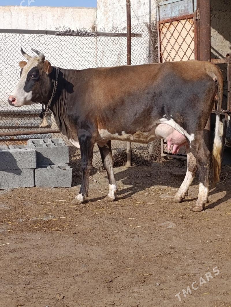 gyzyl ala göleli sygyr - Гёкдепе - img 1