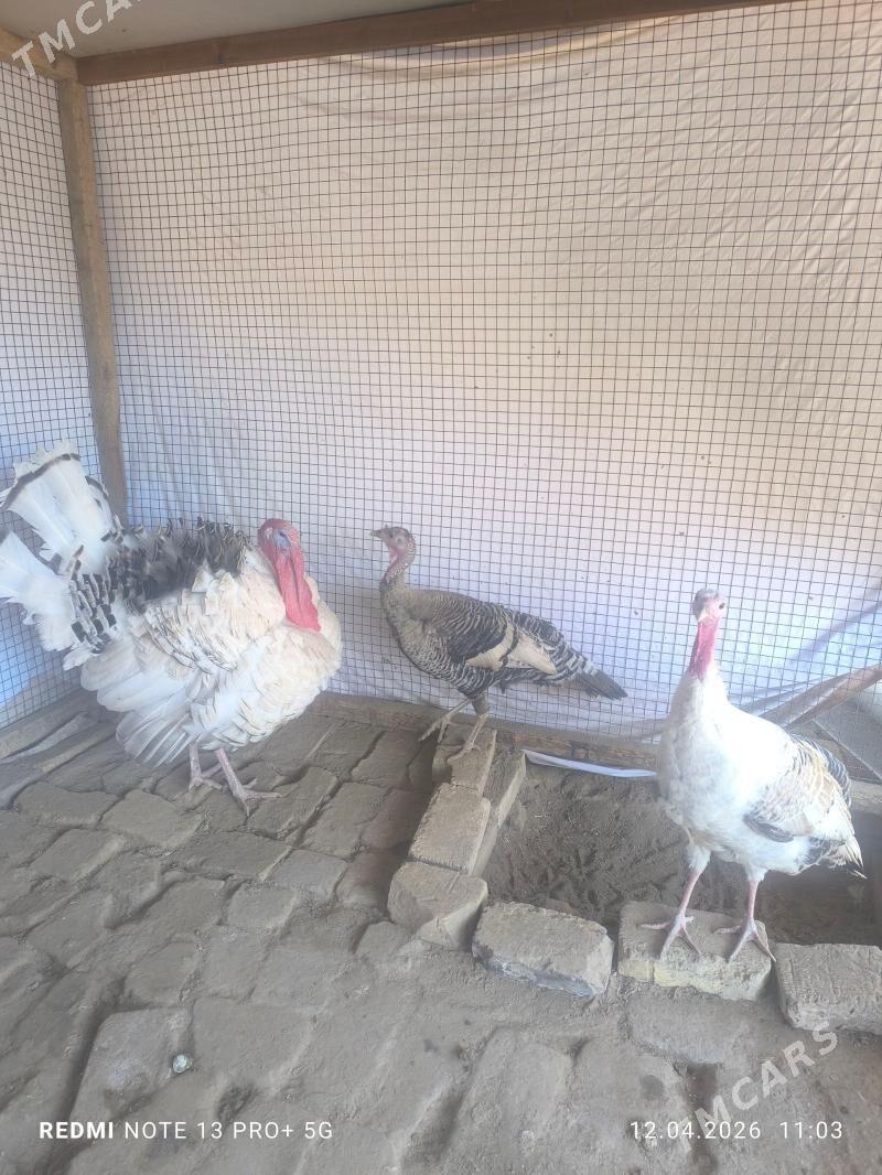 Induk - Мары - img 1