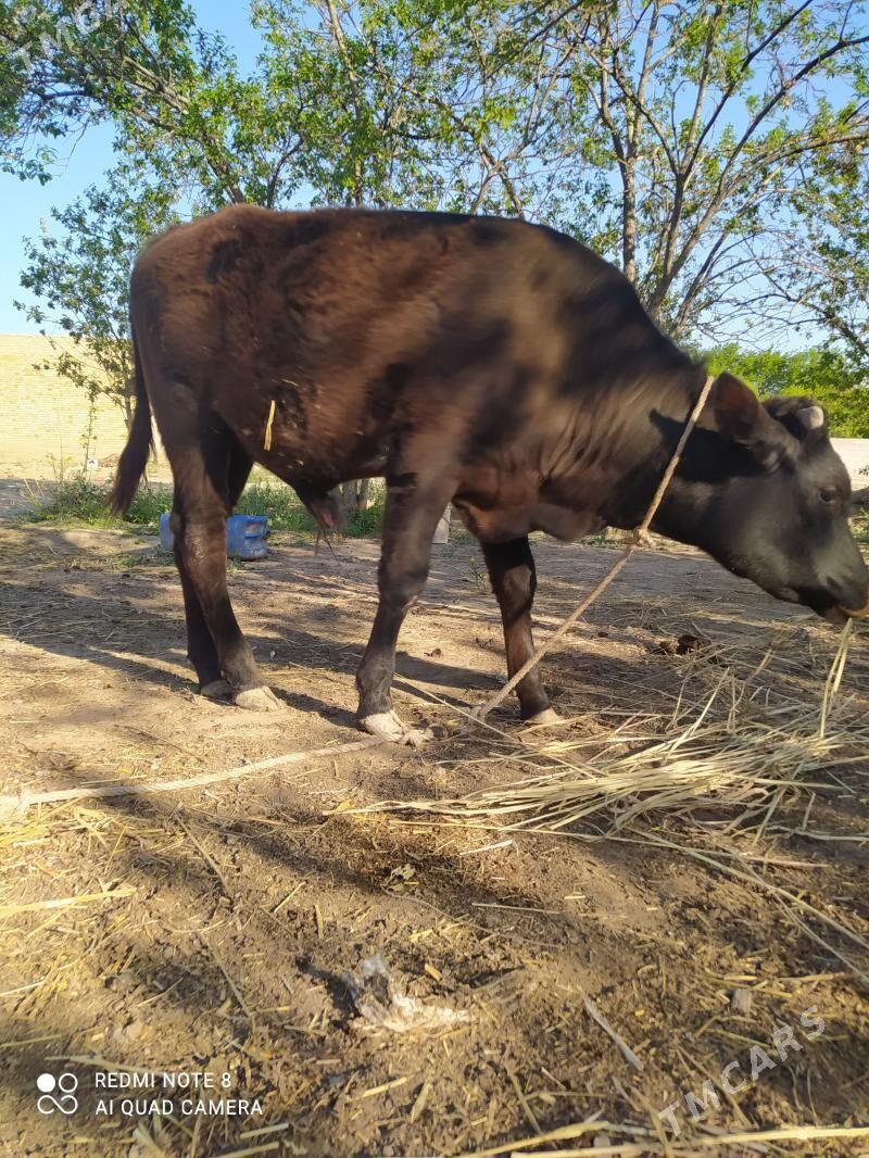 OKUTJE GACAR PARODA - Şabat etr. - img 1