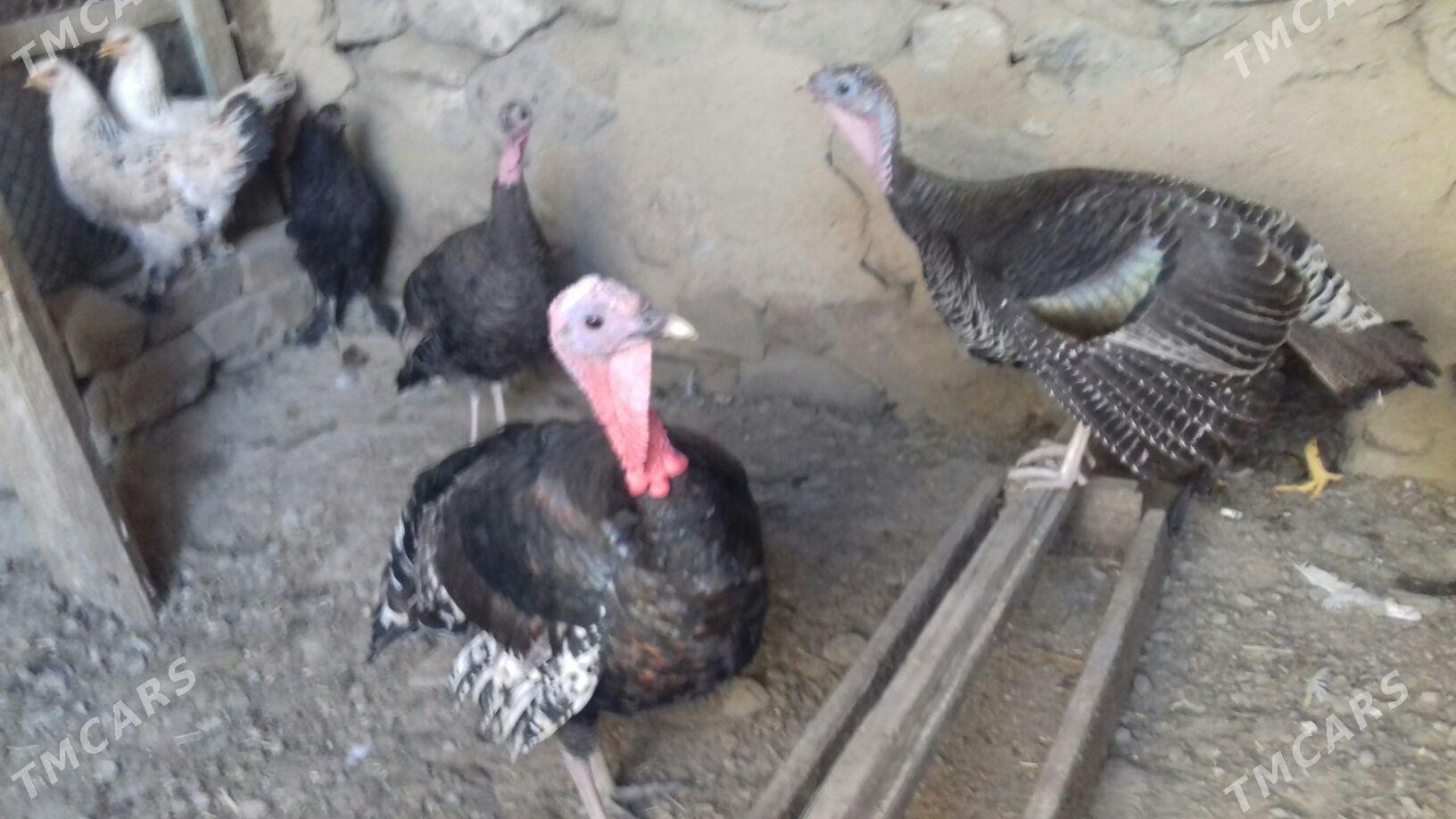 INDUK - Бахарден - img 1