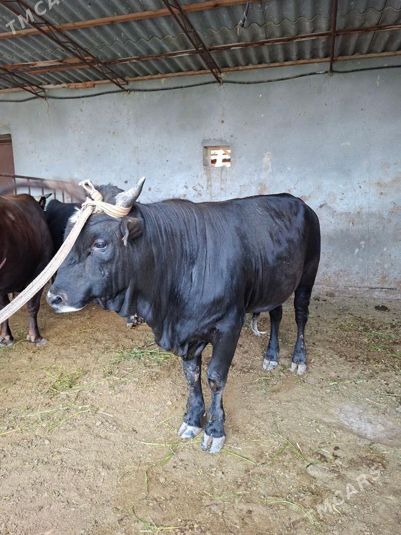 Okz bakylan - Анев - img 1