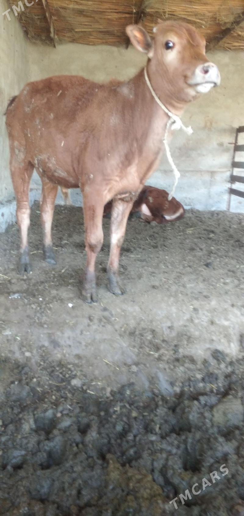 okuzceler - Çärjew - img 1