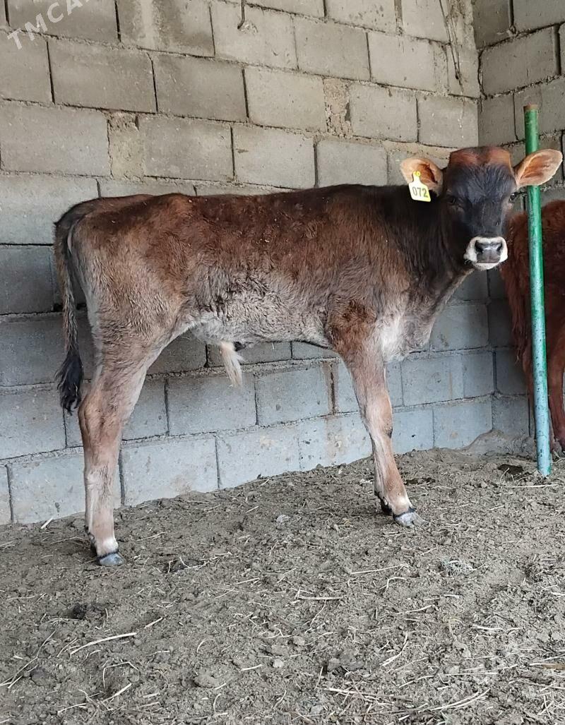 ŠWES OKUZ TUWE - Ашхабад - img 1