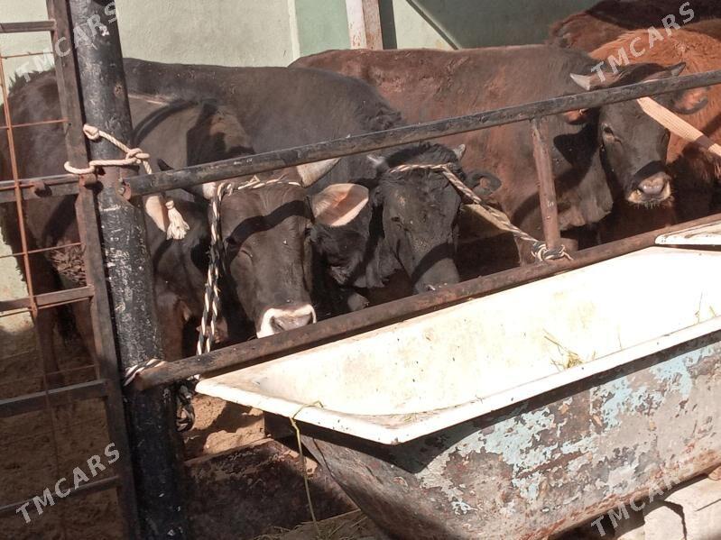 tohym mallar - Büzmeýin - img 1