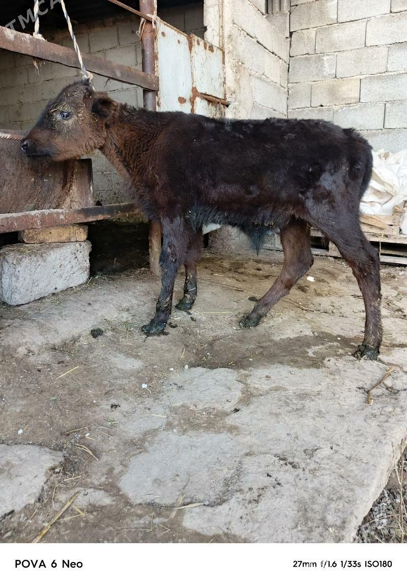 okiz - Ашхабад - img 1