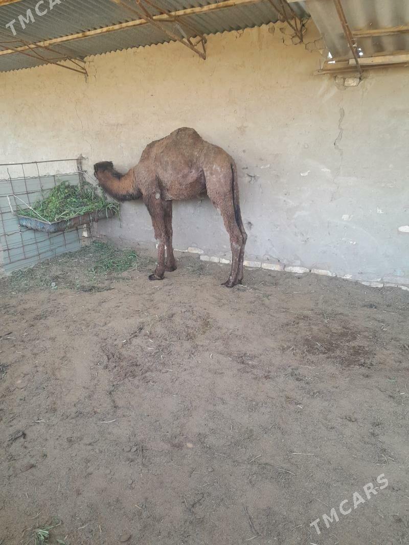 düyö - Сакарчага - img 1