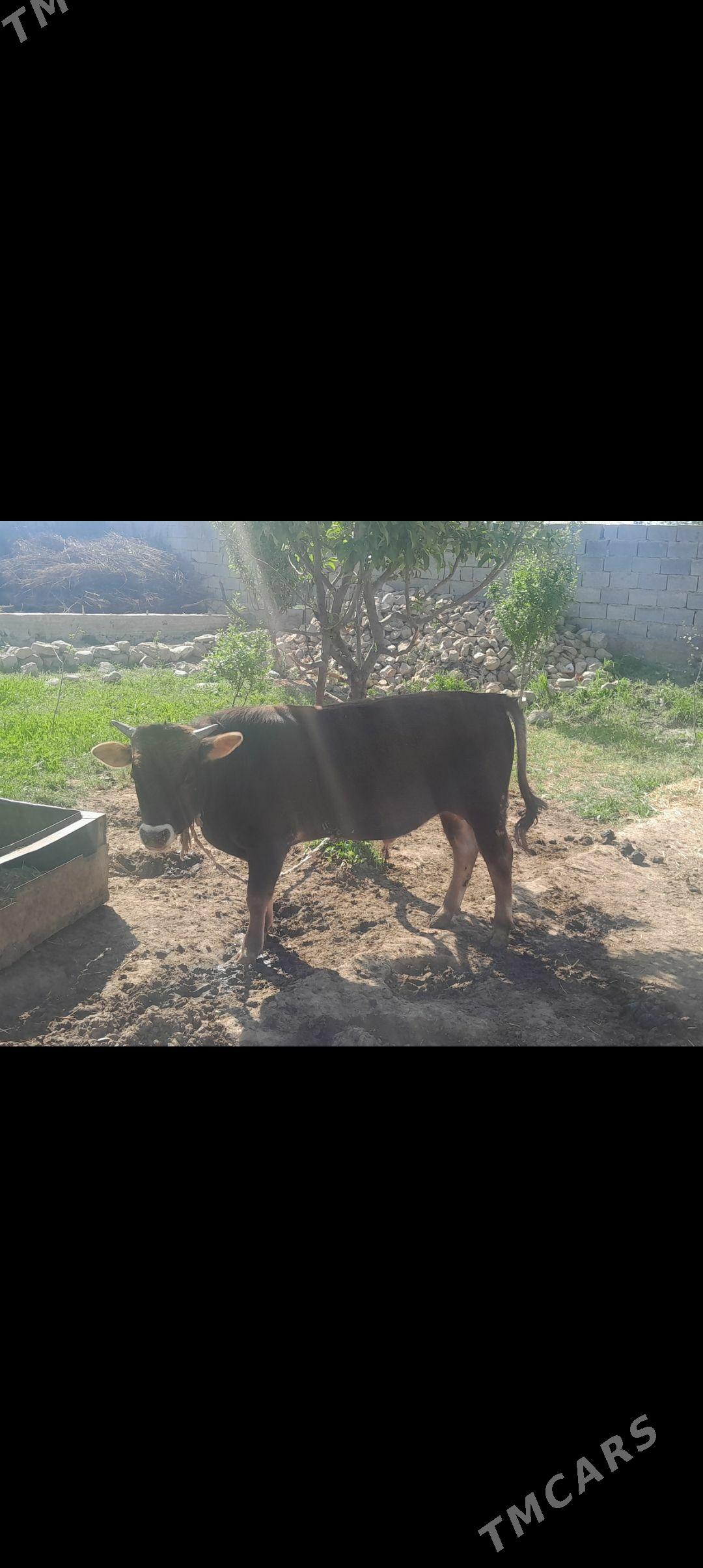 Oküz - Bäherden - img 1