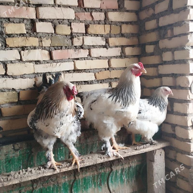 Brama horazlar - Балканабат - img 1