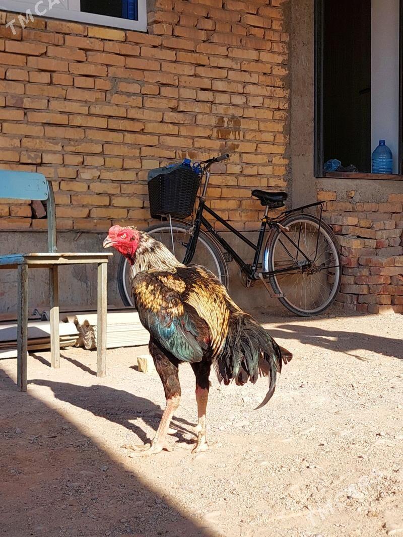 Taşkent - Tejen - img 1