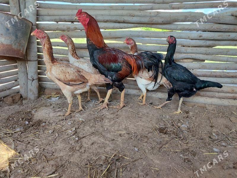 Baysy  Horaz Towk. - Байрамали - img 1