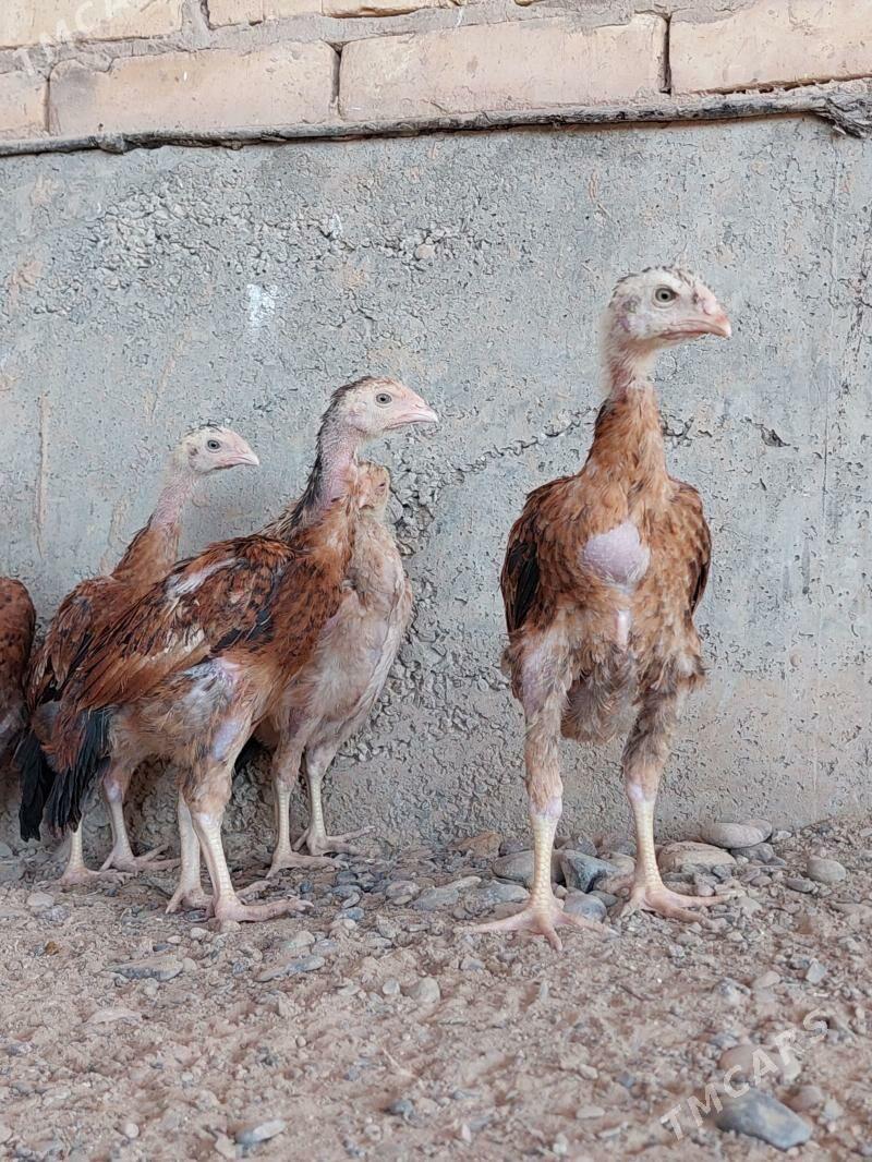 Taşkent jüýjeler - Теджен - img 1