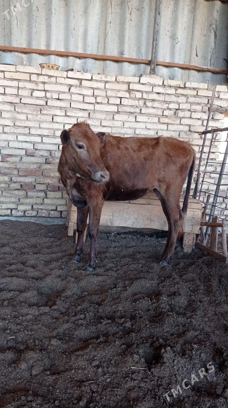 gulajyn - Векильбазар - img 1