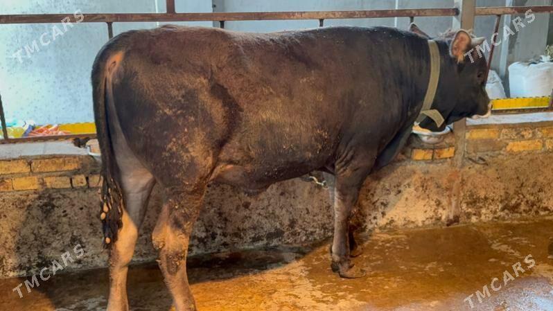 Okuz - Aşgabat - img 1