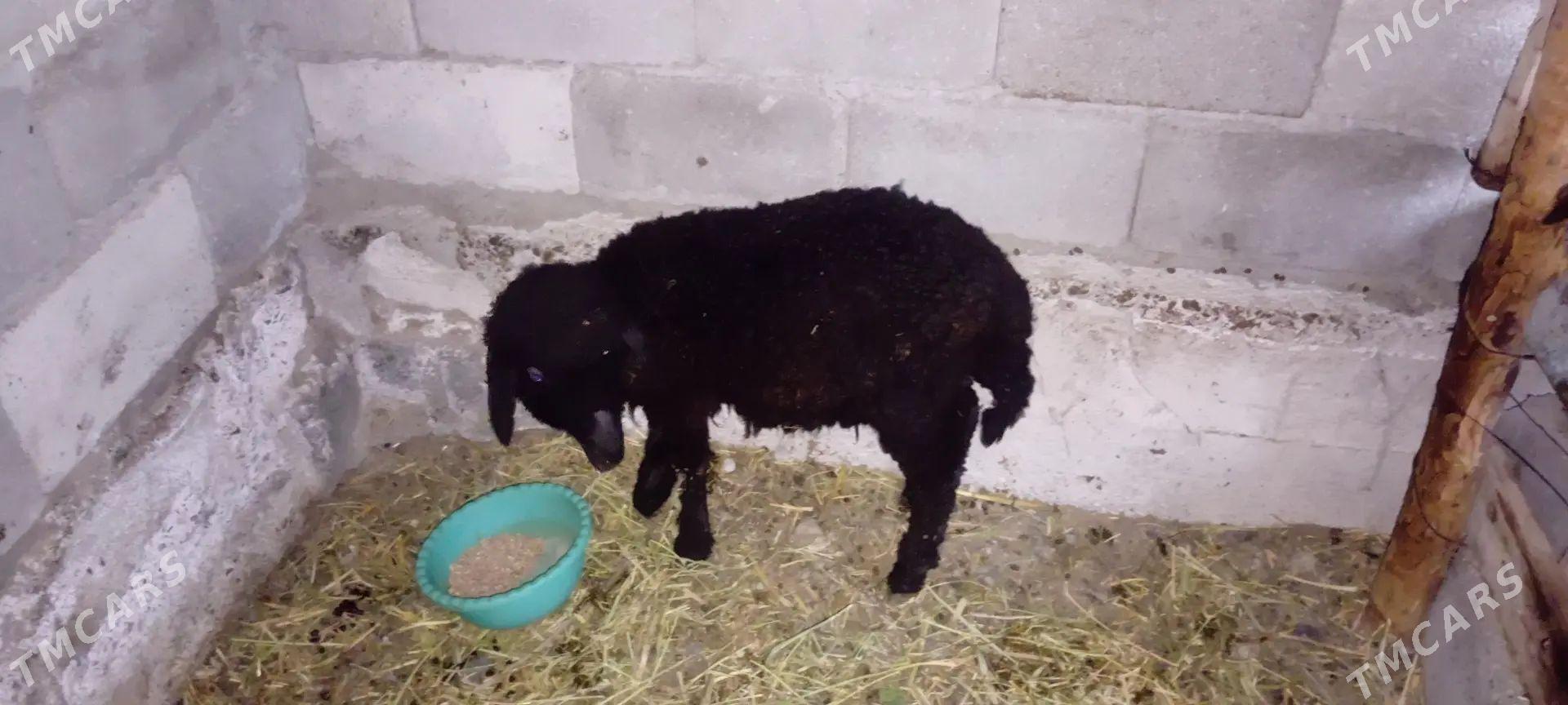 guzy - Гёкдепе - img 1