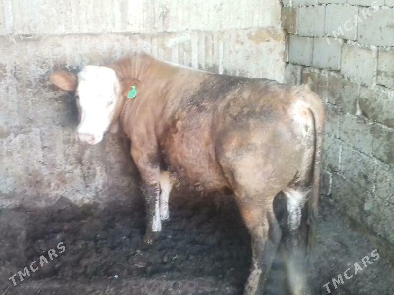 simntal öküz - Büzmeýin - img 1