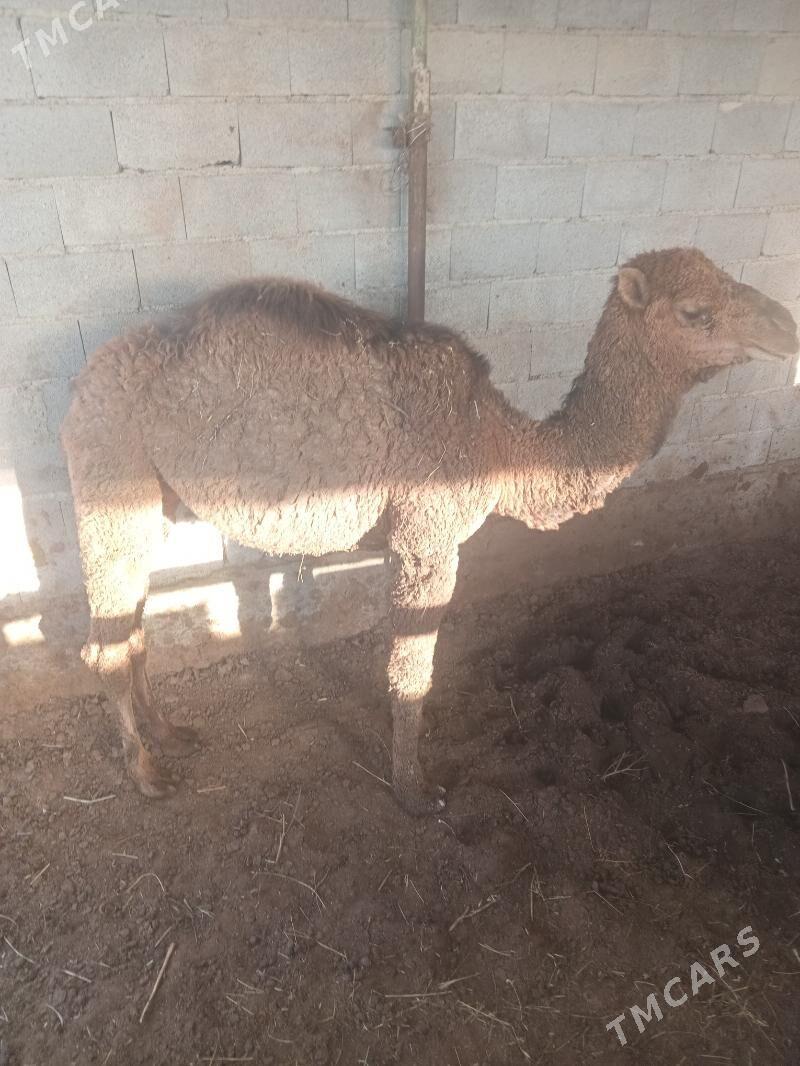 Ogşyk - Бахарден - img 1