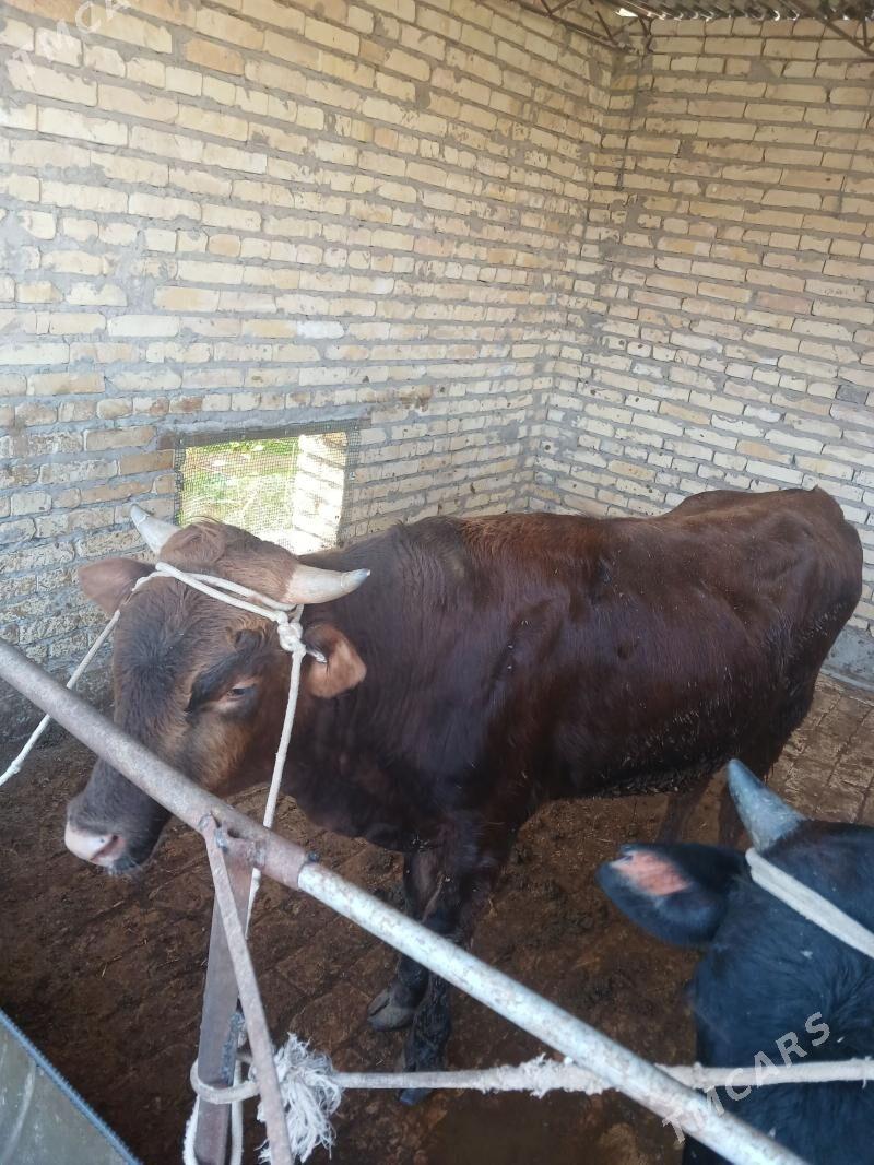 Öküz mal - Türkmenabat - img 1