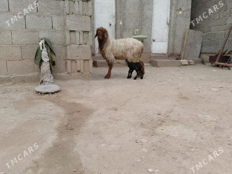 guzuly goýun - Балканабат - img 1