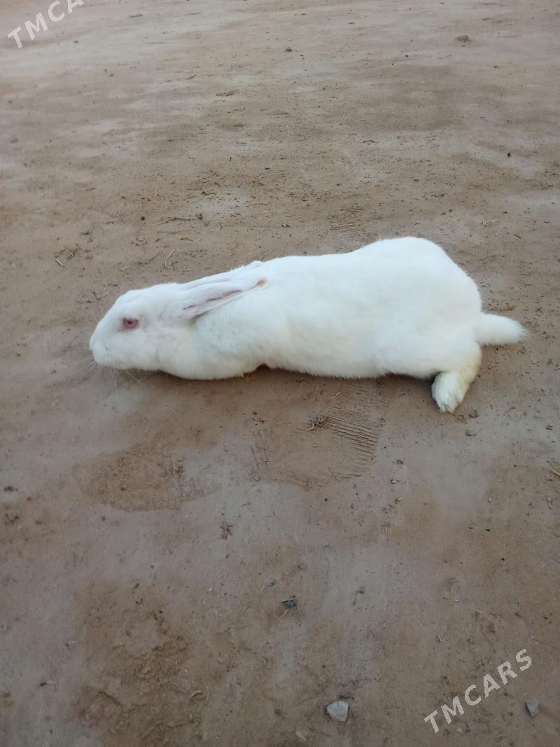 towşan - Мары - img 1