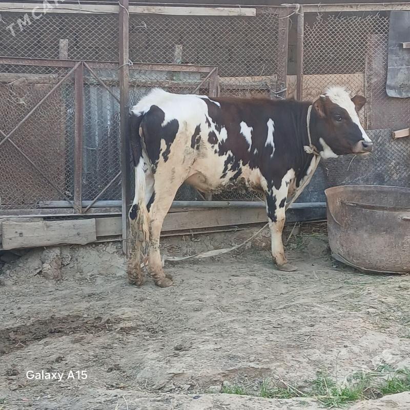 Tuwe - Büzmeýin - img 1