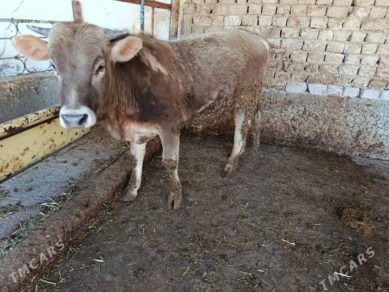 şwet Öküz - Ашхабад - img 1