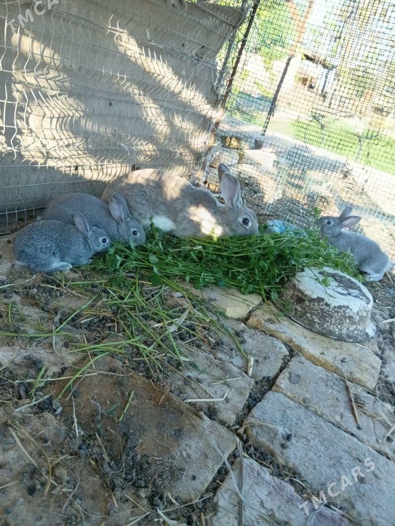 towsanlar - Саят - img 1