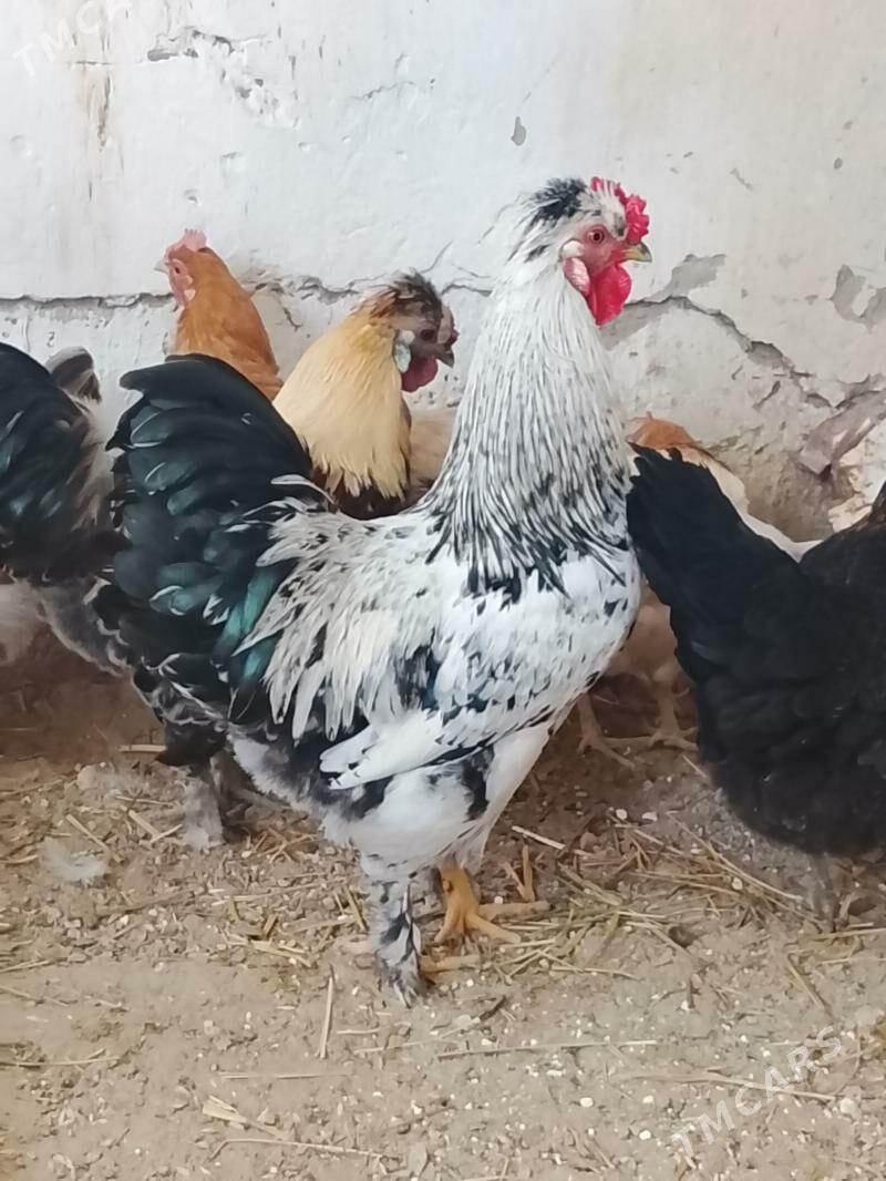 horaz - Gökdepe - img 1