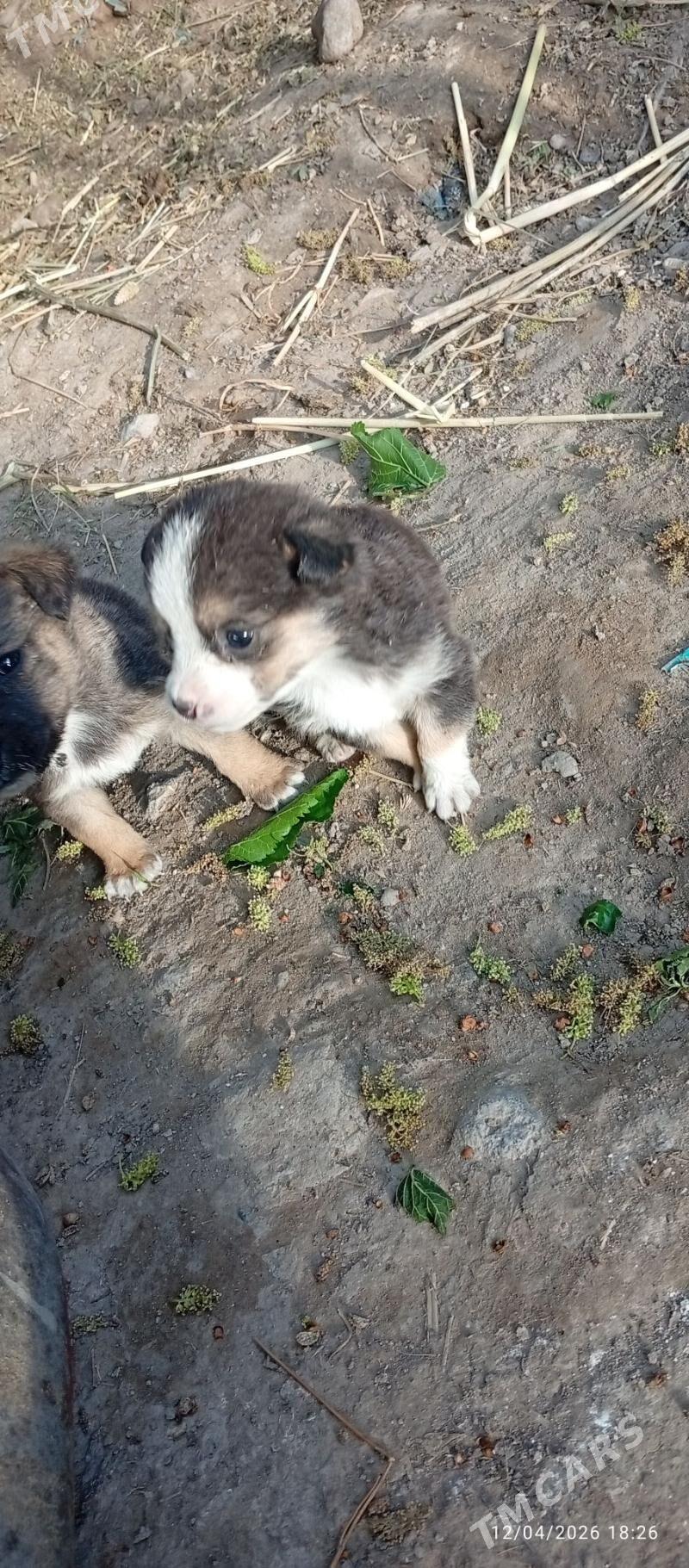 Tuzik - Gyzylarbat - img 1