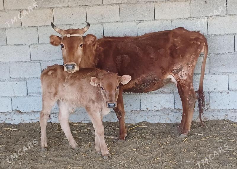 goleli sygyr - Herrikgala - img 1