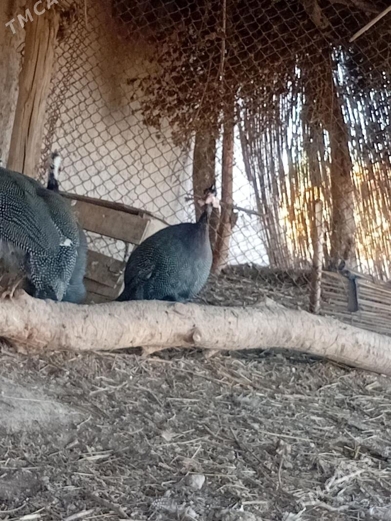 käkilik - Кёнеургенч - img 1