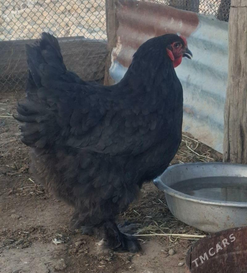 TOWUK - Гёкдепе - img 1