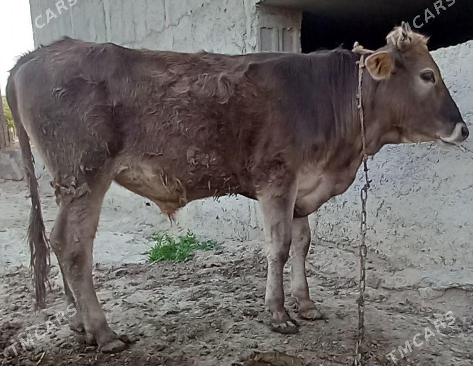 okuz we tuwe - Анев - img 1