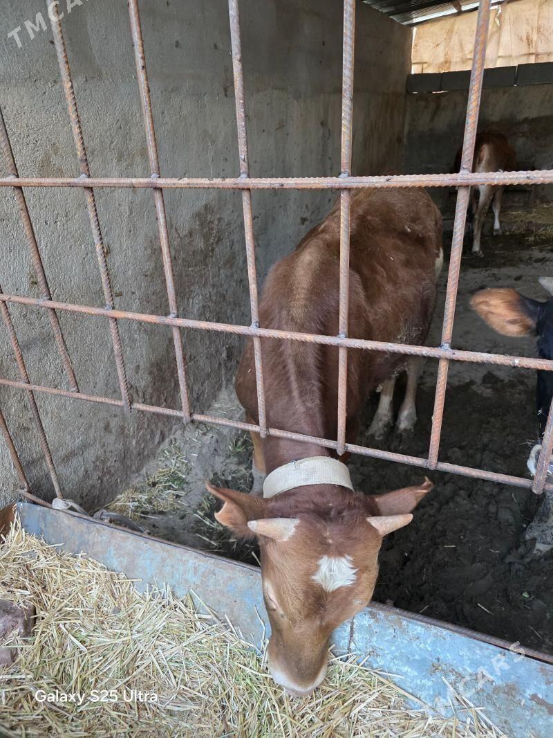 gibrit okuz - Багир - img 1