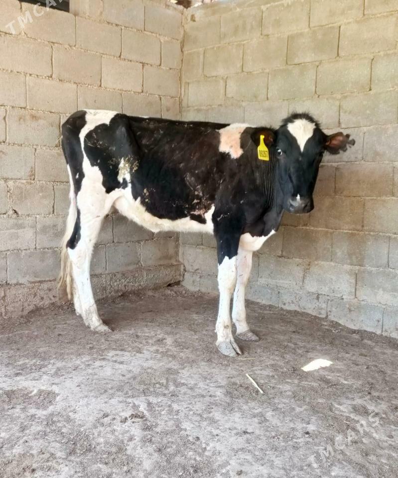 Golişdeýin tuwe - Бузмеин - img 1