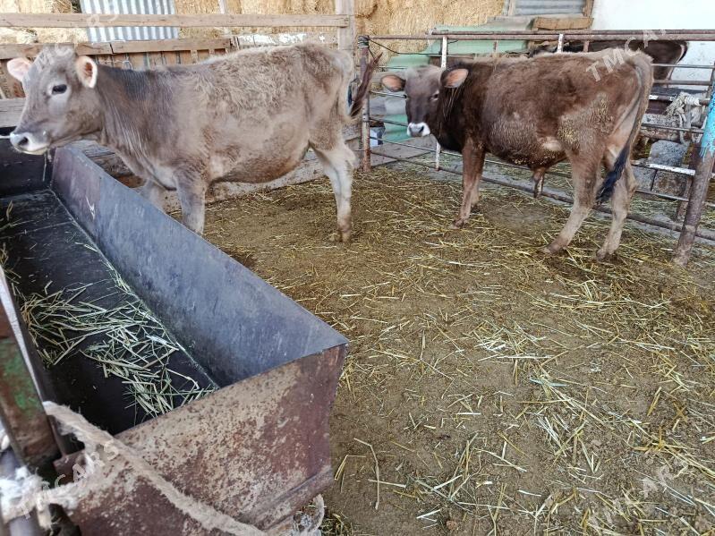 Göle şwet - Ашхабад - img 1