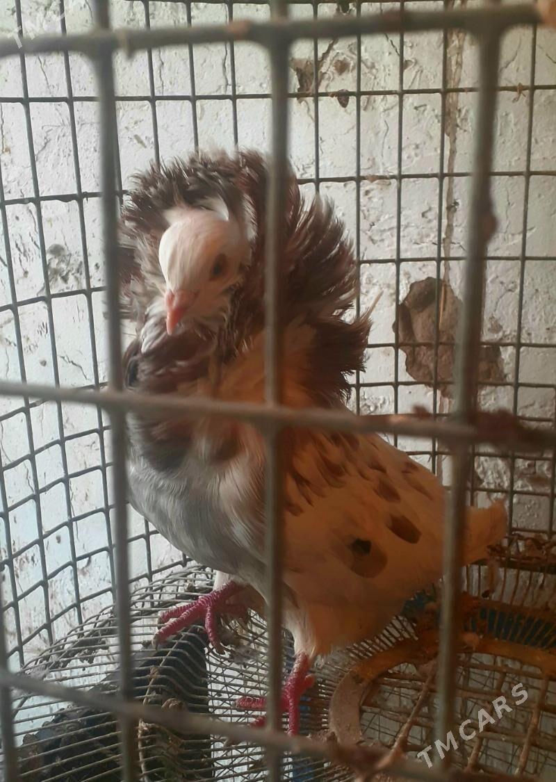 kepderi голуби - Mary - img 1