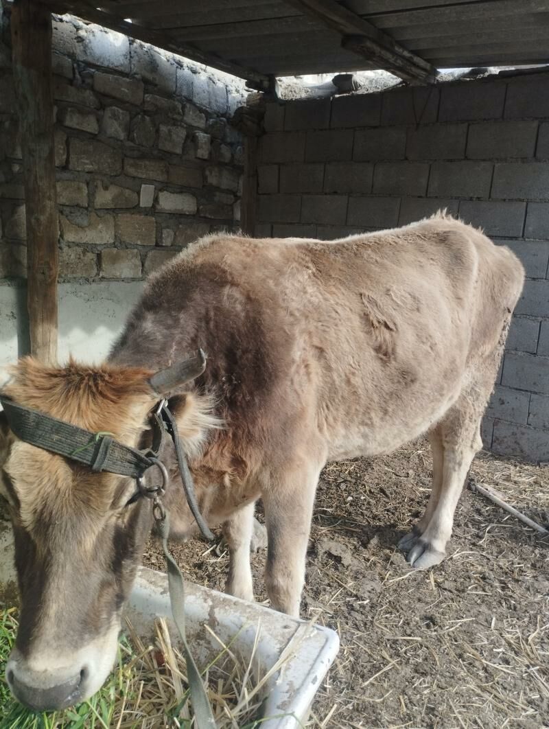 Gysyr sygyr - Gyzylarbat - img 1