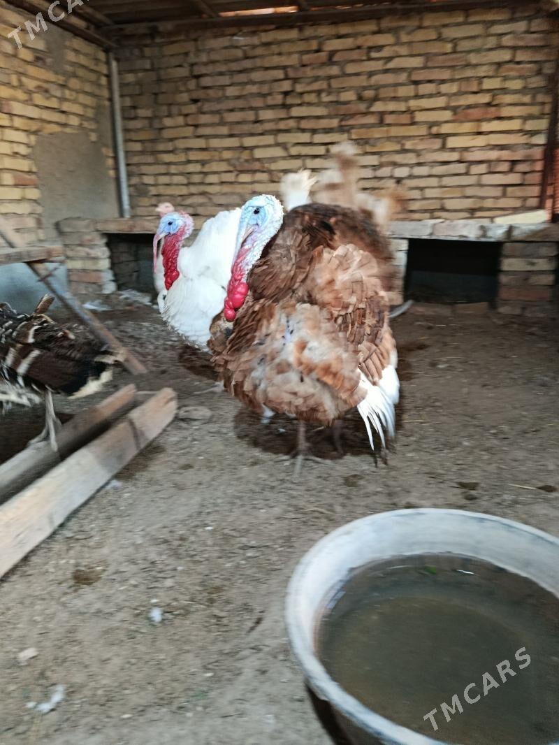 GYZYL ERKEK VE KÜRK INDUK. - Туркменабат - img 1