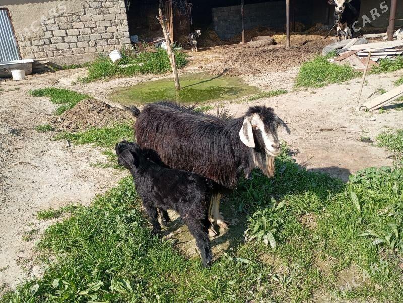 geçi - Änew - img 1