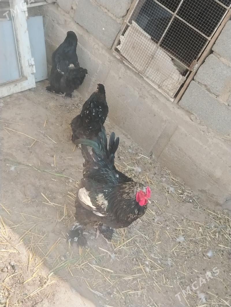 Lahmaty - Джебел - img 1