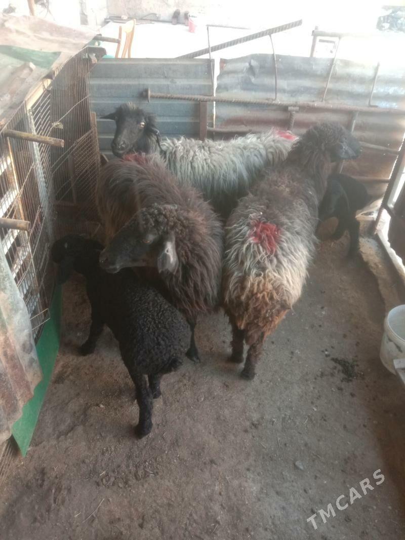 Guzuly goyun Gara kol - Гарадамак - img 1